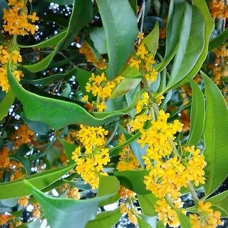 Villa Osmanthus-3